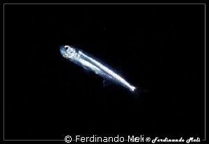 A single fish in the immensity of the open water... by Ferdinando Meli 